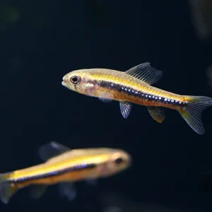 Black Darter Tetra (Poecilocharax weitzmani)