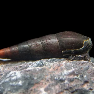 Black Devil Spike Snail (Faunus ater)