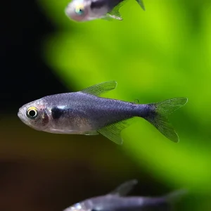 Black Diamond Neon Tetra (Paracheirodon innesi var. "Black Diamond") - Tank-Bred!