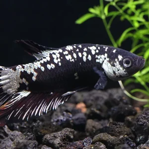 Black Dragon Male Betta (Betta splendens) - Tank Bred