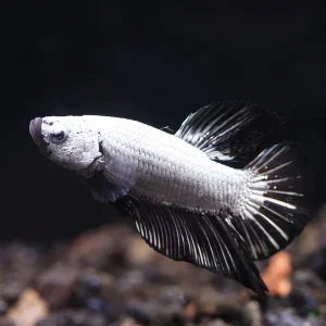 Black Dragonscale Male Betta (Betta splendens) - Tank Bred
