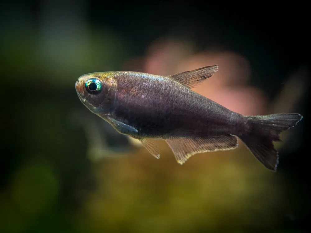 Black Emperor Tetra (Nematobrycon palmeri var. "Amphiloxus Black") - Tank-Bred! - Image 2