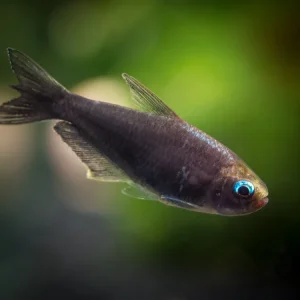Black Emperor Tetra (Nematobrycon palmeri var. "Amphiloxus Black") - Tank-Bred!
