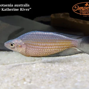 Black Fin Rainbowfish - Upper Katherine River (Melanotaenia splendida)