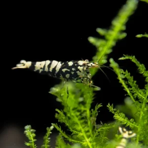 Black Galaxy Pinto Shrimp (Caridina cantonensis, A Grade), Tank-Bred