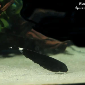 Black Ghost Knife (Apteronotus albifrons)