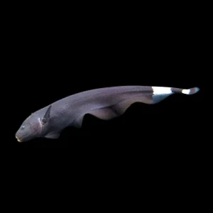 Black Ghost Knifefish (Apteronotus albifrons) - Tank-Bred!