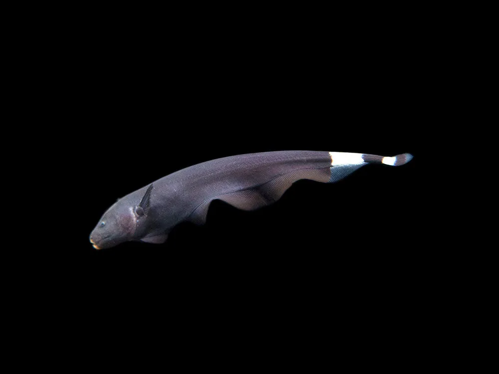 Black Ghost Knifefish (Apteronotus albifrons) - Tank-Bred!