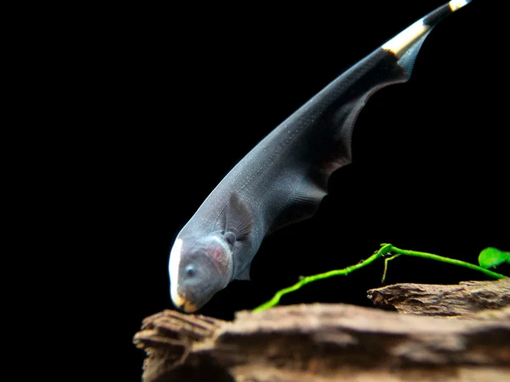 Black Ghost Knifefish (Apteronotus albifrons) - Tank-Bred! - Image 2