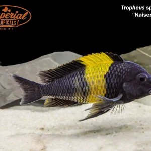 Black Kaiser II Tropheus (Tropheus sp. "Black Kaiser II")
