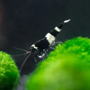 Black King Kong AKA Black Bolt Shrimp (Caridina cantonensis), A-S Grade, Tank-Bred!