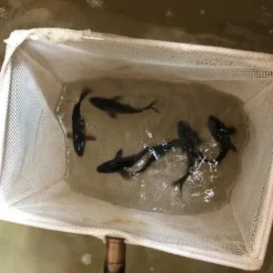 Black Koi