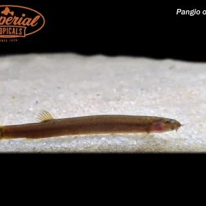 Black Kuhli Loach (Pangio oblonga)