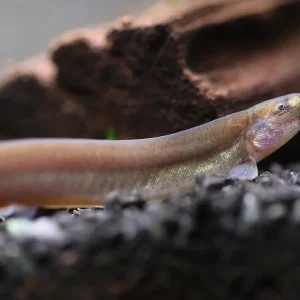 Black Kuhli Loach (Pangio oblonga) – Tank Bred