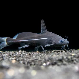 Black Lancer Catfish (Bagrichthys macracanthus)