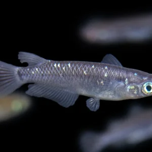 Black Medaka Ricefish aka Japanese Ricefish/Killifish (Oryzias latipes "Black Medaka"), Tank-Bred