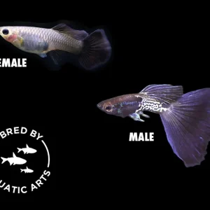 Black Metal Snakeskin Guppy (Poecilia reticulata), Bred by Aquatic Arts