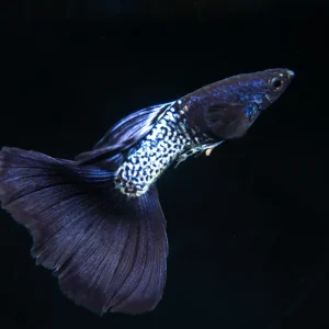 Black Metal Snakeskin Guppy (Poecilia reticulata), Locally-Bred