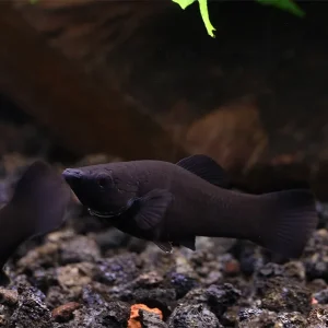 Black Molly (Poecilia latipinna) - Locally Bred