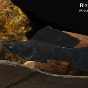 Black Molly (Poecilia sphenops)