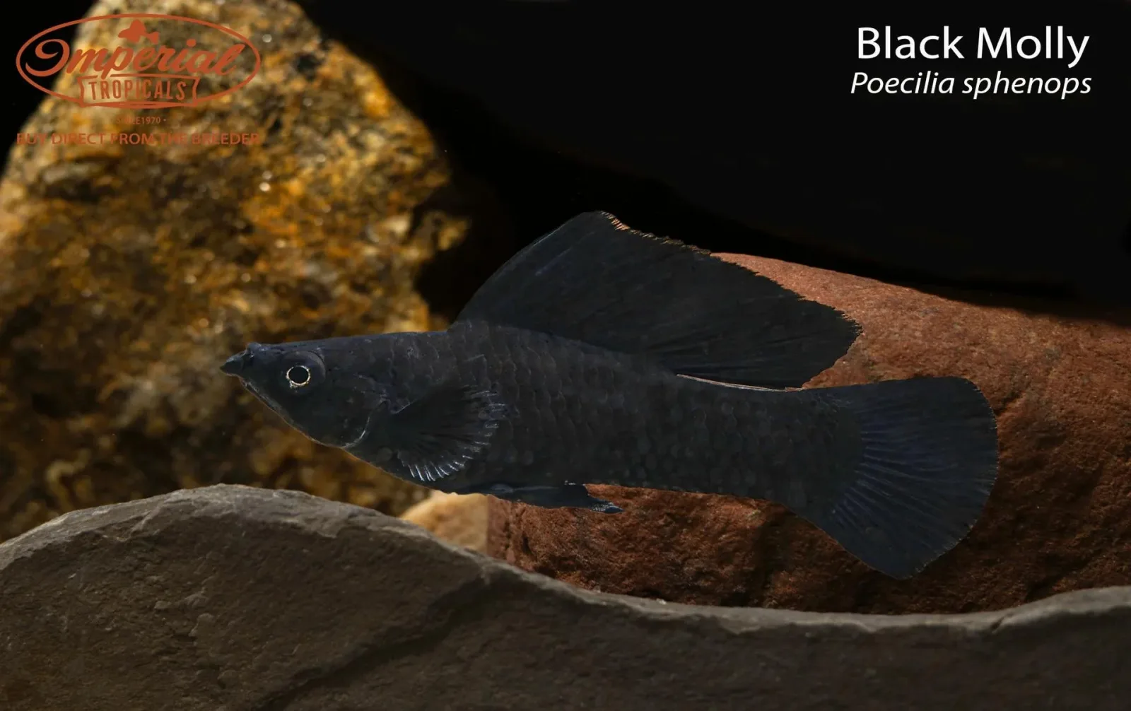 Black Molly (Poecilia sphenops)
