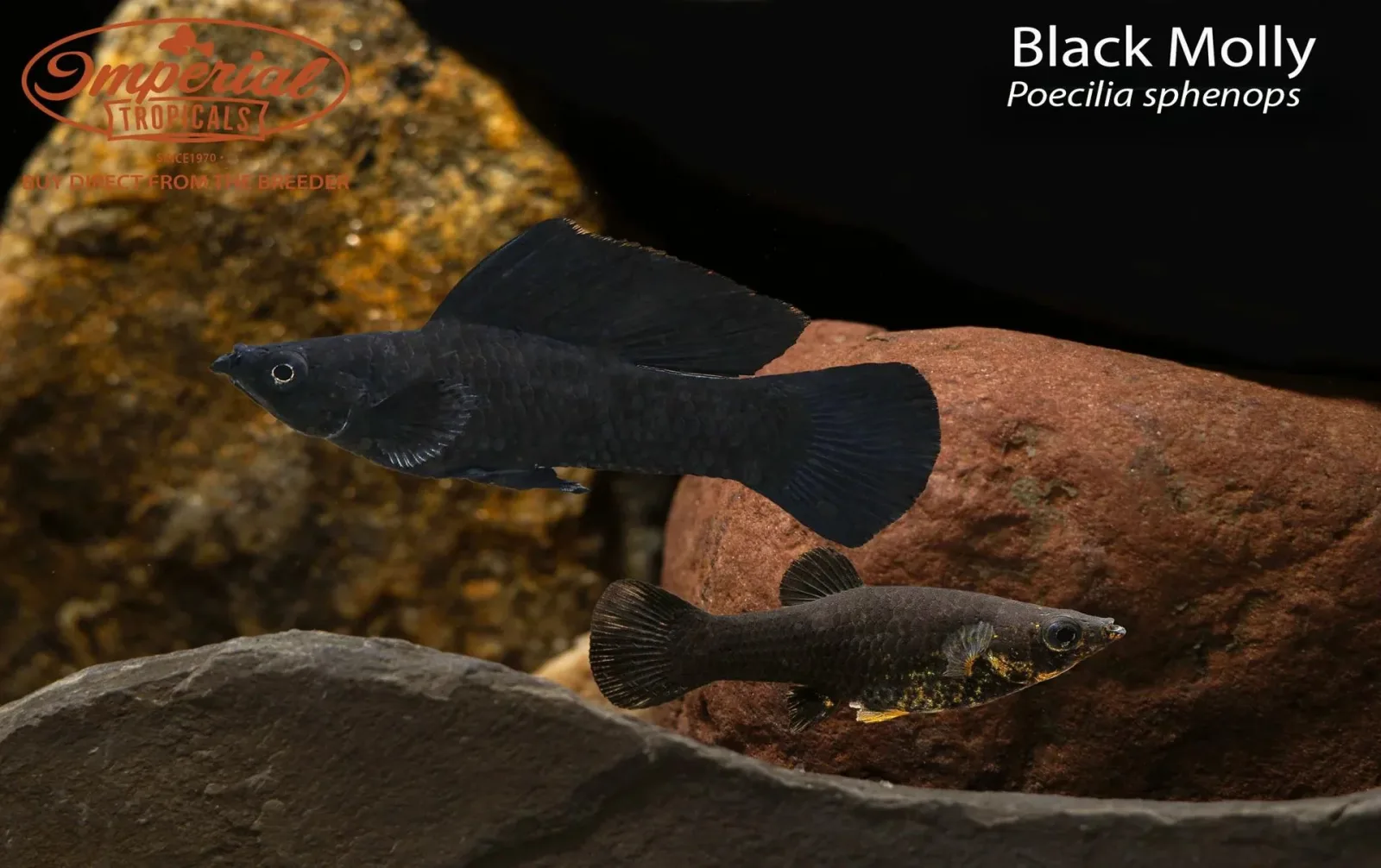 Black Molly (Poecilia sphenops) - Image 2