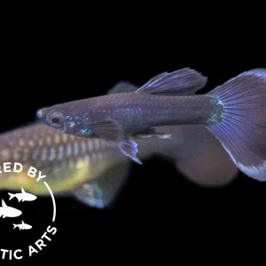 Black Moscow Guppy (Poecilia reticulata var. “Black Moscow”), Males and Females, Aquatic Arts Bred!