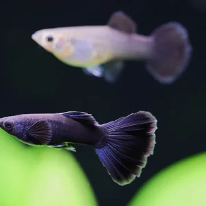 Black Moscow Guppy (Poecilia reticulata var. “Black Moscow”), Tank-Bred!