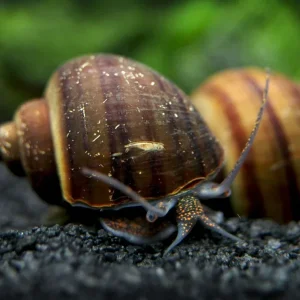 Black Mystery Snail Breeder Combo Box