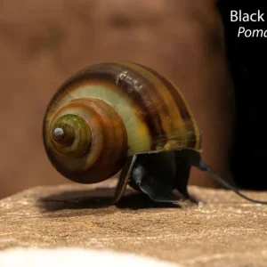 Black Mystery Snail (Pomacea bridgesii)