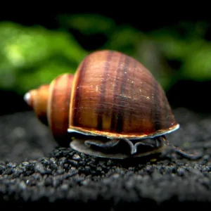 Black Mystery Snails (Pomacea bridgesii) - Tank-Bred!