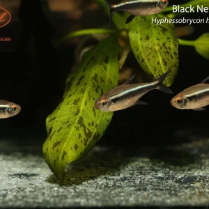 Black Neon Tetra (Hyphessobrycon herbertaxelrodi)