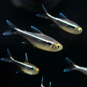 Black Neon Tetra (Hyphessobrycon herbertaxelrodi) - Tank-Bred!