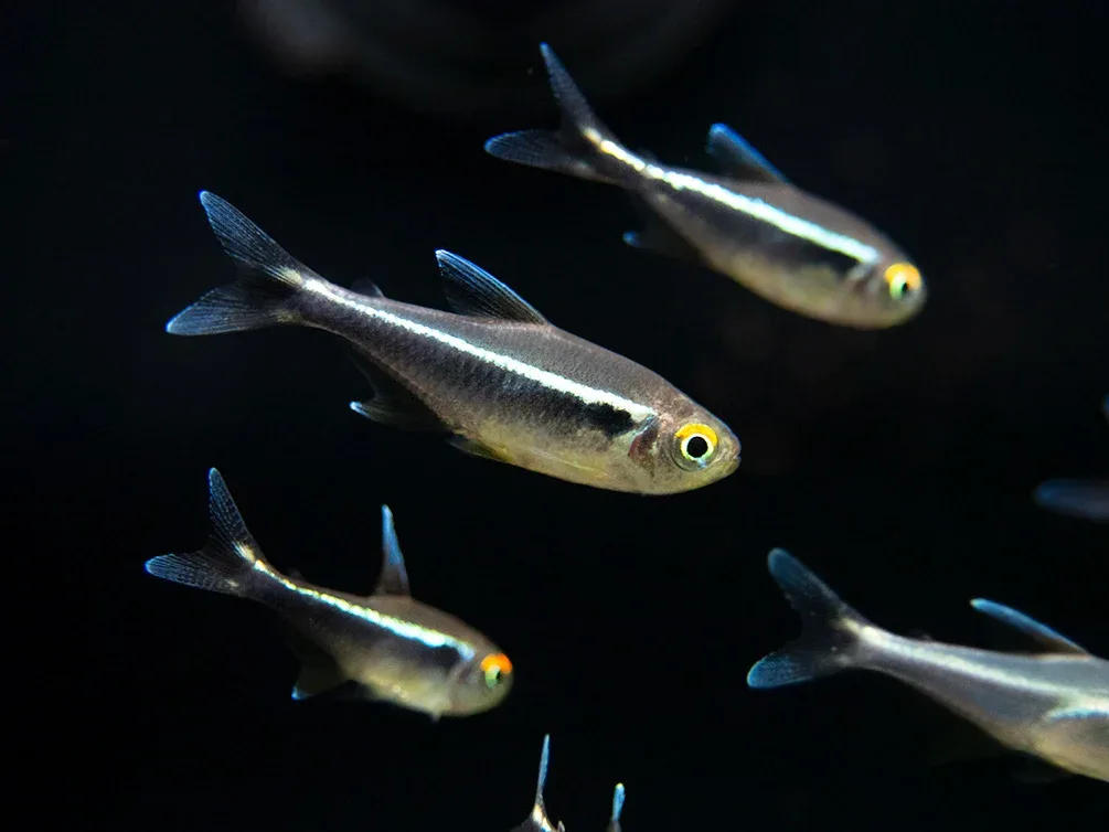 Black Neon Tetra (Hyphessobrycon herbertaxelrodi) - Tank-Bred!