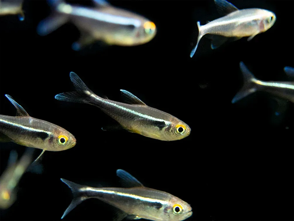 Black Neon Tetra (Hyphessobrycon herbertaxelrodi) - Tank-Bred! - Image 2