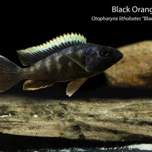Black Orange Dorsal (Otopharynx lithobates "Black Orange Dorsal")