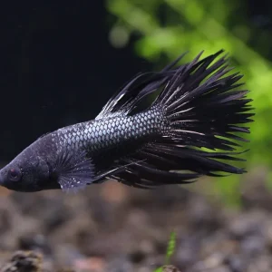 Black Orchid Crowntail Male Betta (Betta splendens) - Tank Bred