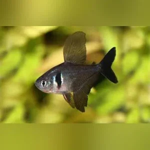 Black Phantom Tetra