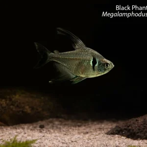Black Phantom Tetra (Megalamphodus megalopterus)