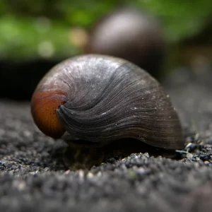 Black Racer AKA Military Nerite Snails (Neritina pulligera)