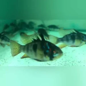 Black Ram
