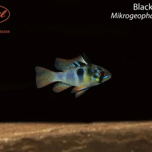 Black Ram (Mikrogeophagus ramirezi)