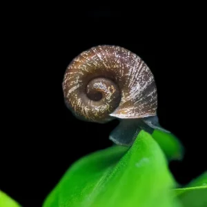 Black Ramshorn Snail (Indoplanorbus exustus)