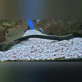 Black Ribbon Eel
