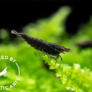 Black Rose Shrimp (Neocaridina davidi), BREDBY: Aquatic Arts