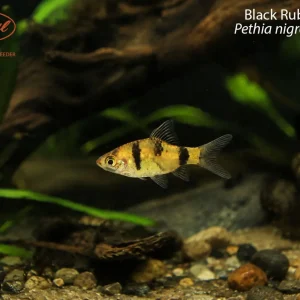 Black Ruby Barb (Pethia nigrofasciata)