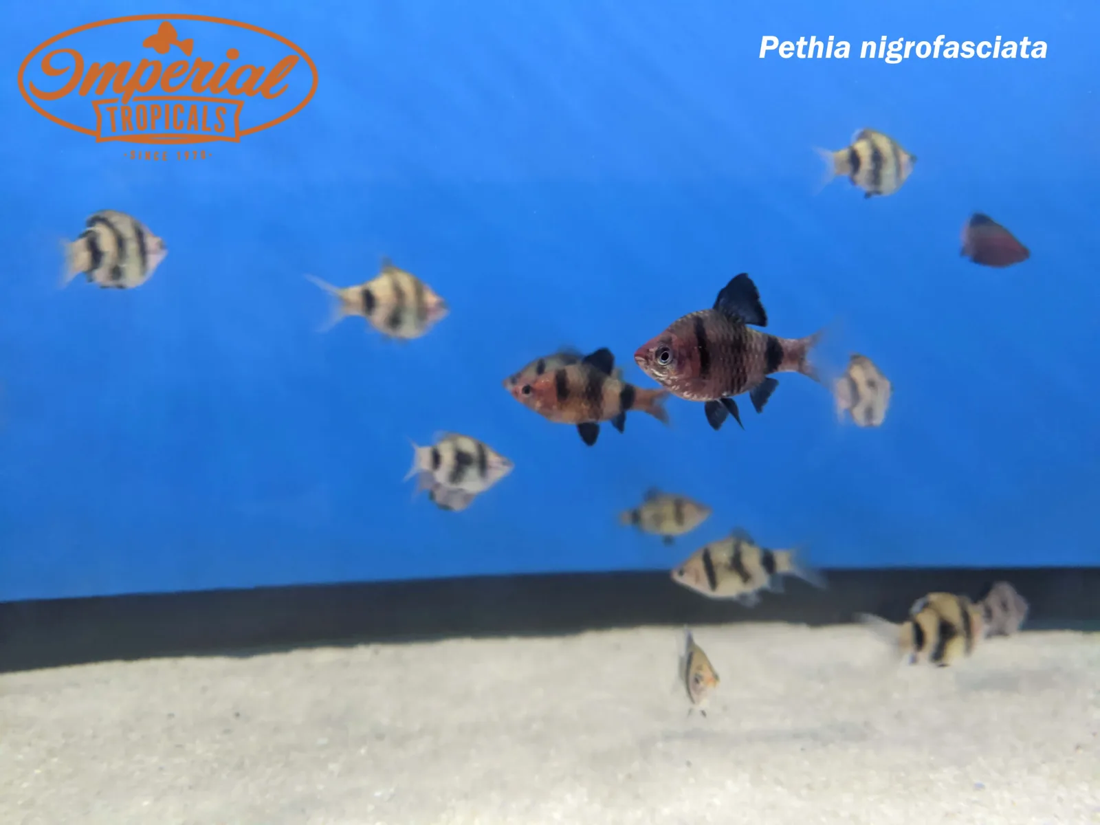 Black Ruby Barb (Pethia nigrofasciata) - Image 2