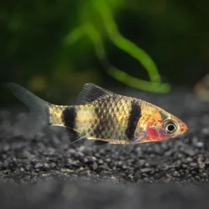 Black Ruby Barb (Pethia nigrofasciata), Tank-Bred!!!