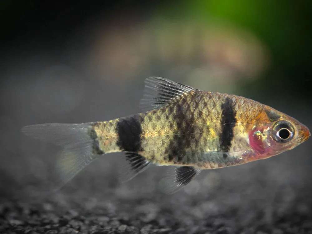 Black Ruby Barb (Pethia nigrofasciata), Tank-Bred!!! - Image 2