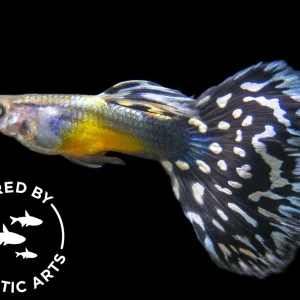 Black Saddle Guppy (Poecilia reticulata), BREDBY: Aquatic Arts